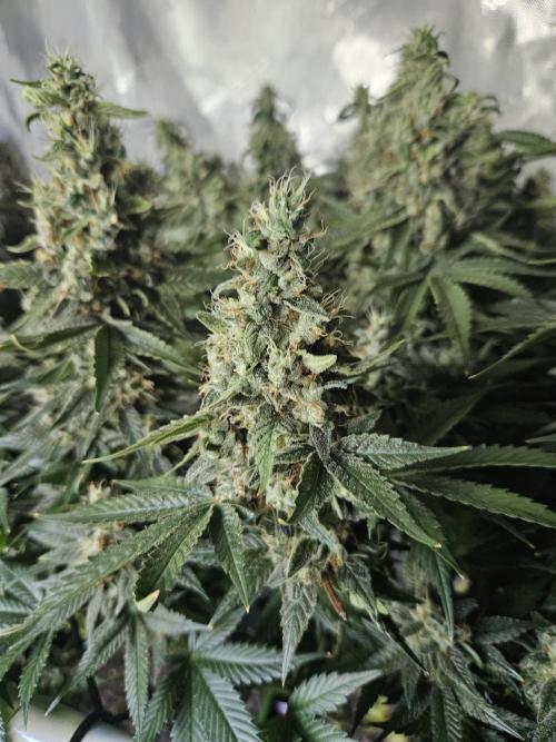 Sticky Brokkoli Zamnesia Eternity Cup. Week 15