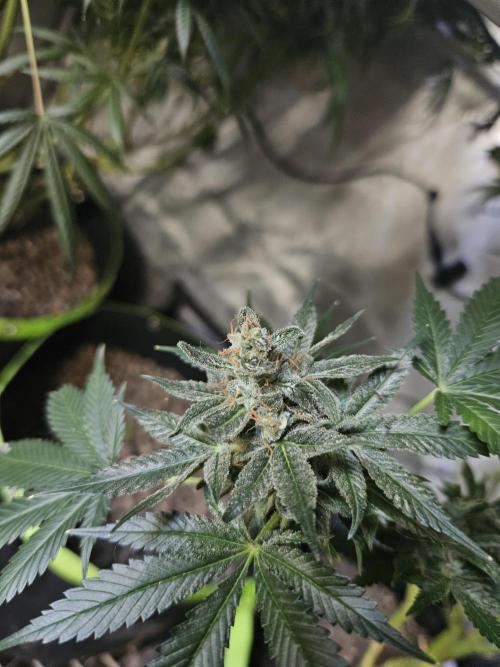 Sticky Brokkoli Zamnesia Eternity Cup. Week 15