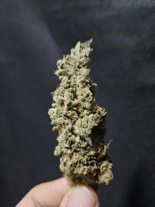 Slurricane Zamnesia. Week 15