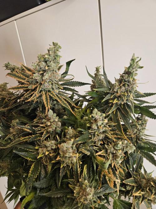 Slurricane Zamnesia. Week 15