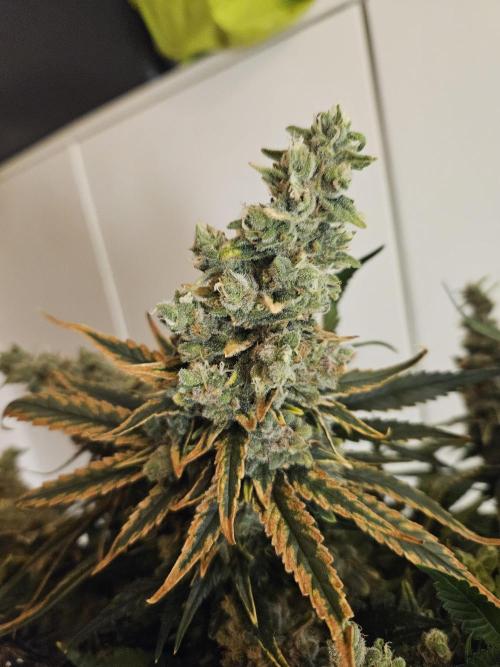 Slurricane Zamnesia. Week 15