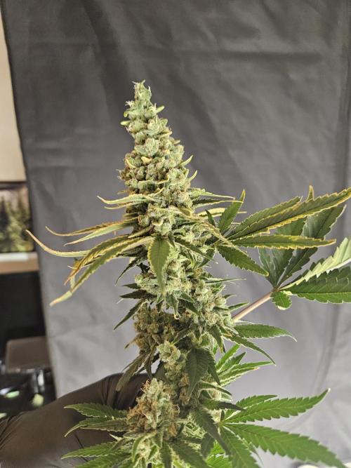 Slurricane Zamnesia. Week 15