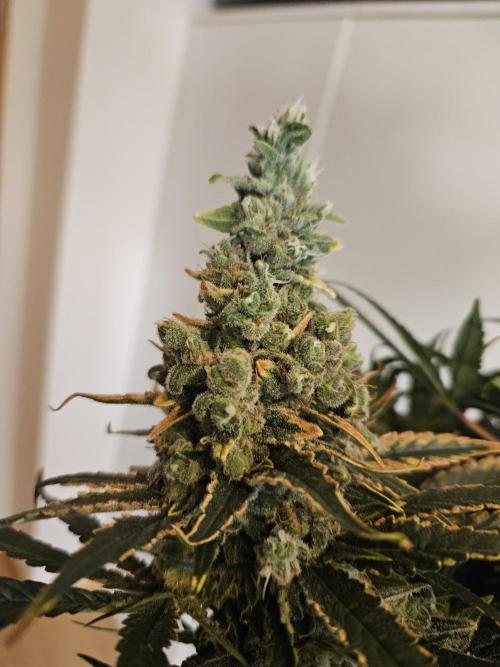 Slurricane Zamnesia. Week 15