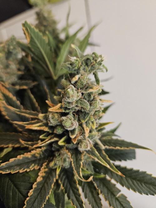 Slurricane Zamnesia. Week 15
