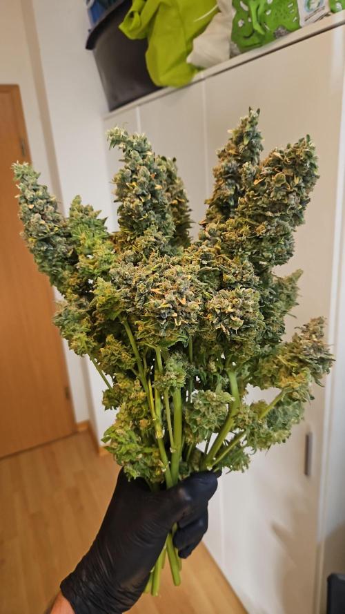Slurricane Zamnesia. Week 15