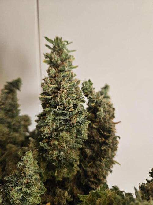 Slurricane Zamnesia. Week 15