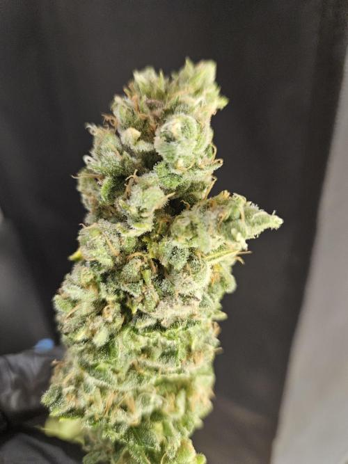 Slurricane Zamnesia. Week 15