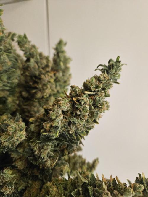Slurricane Zamnesia. Week 15
