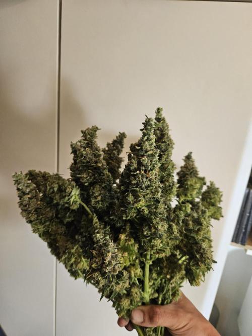 Slurricane Zamnesia. Week 15