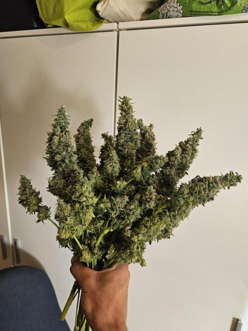 Slurricane Zamnesia. Week 15