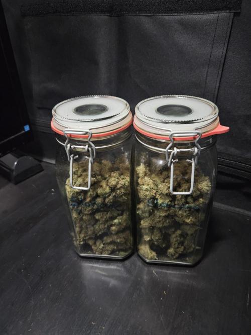 Slurricane Zamnesia. Week 15