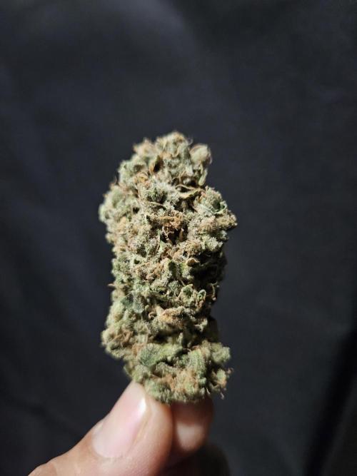 Slurricane Zamnesia. Week 15