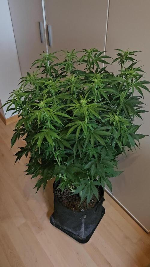 OG Kush Auto Autoseeds