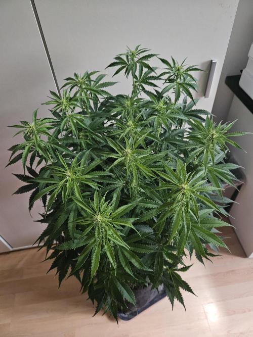 OG Kush Auto Autoseeds. Week 7