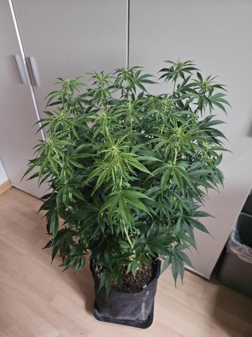 OG Kush Auto Autoseeds. Week 7