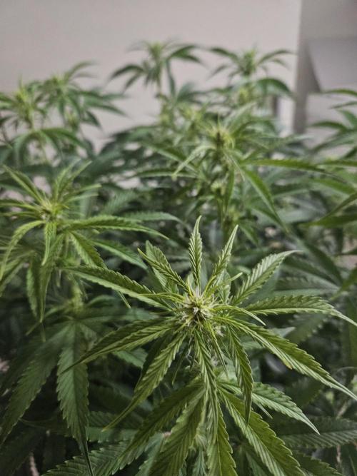 OG Kush Auto Autoseeds. Week 7