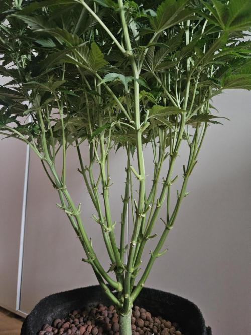 OG Kush Auto Autoseeds. Week 7