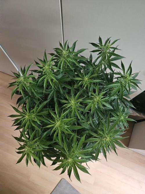 OG Kush Auto Autoseeds. Week 7