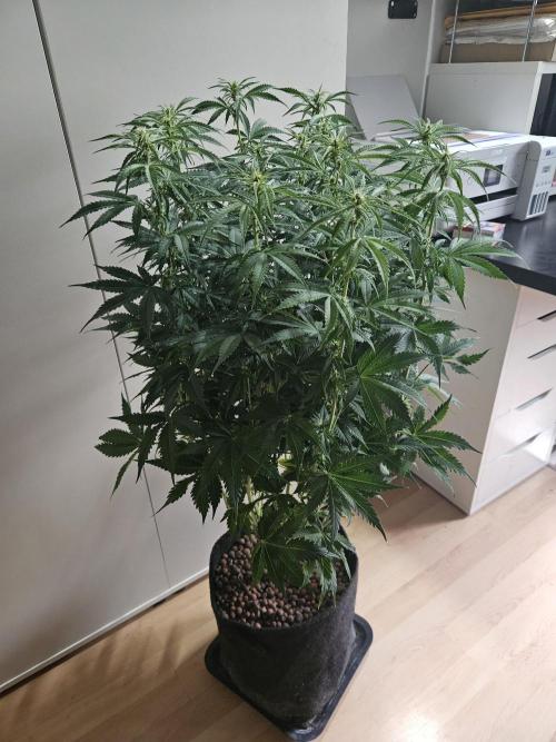 OG Kush. Week 7