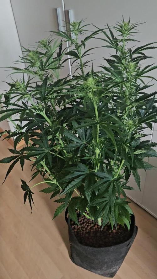 FumePop Auto Orginalsensibleseeds