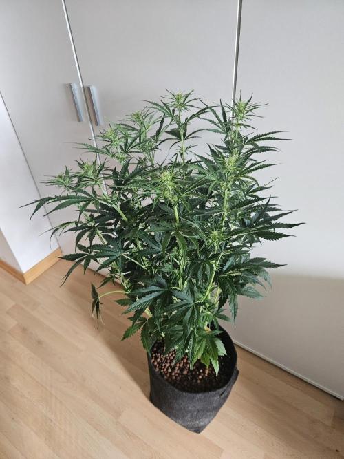 FumePop Auto Orginalsensibleseeds. Week 5