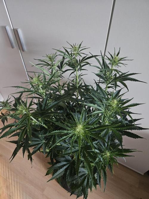 FumePop Auto Orginalsensibleseeds. Week 5