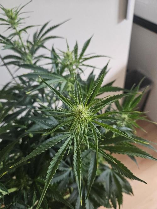 FumePop Auto Orginalsensibleseeds. Week 5