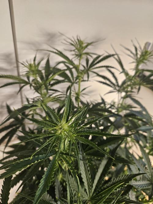 FumePop Auto Orginalsensibleseeds. Week 5