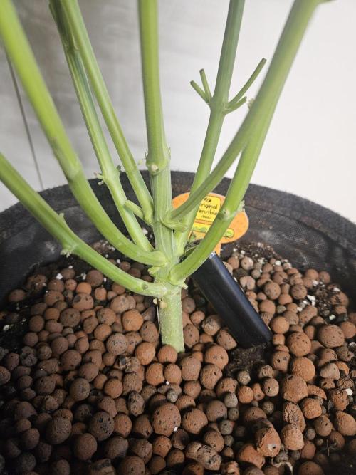 FumePop Auto Orginalsensibleseeds. Week 5