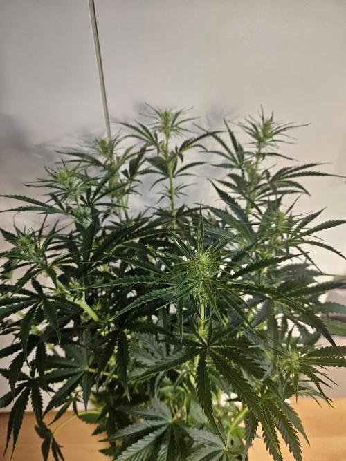 FumePop Auto Orginalsensibleseeds. Week 5