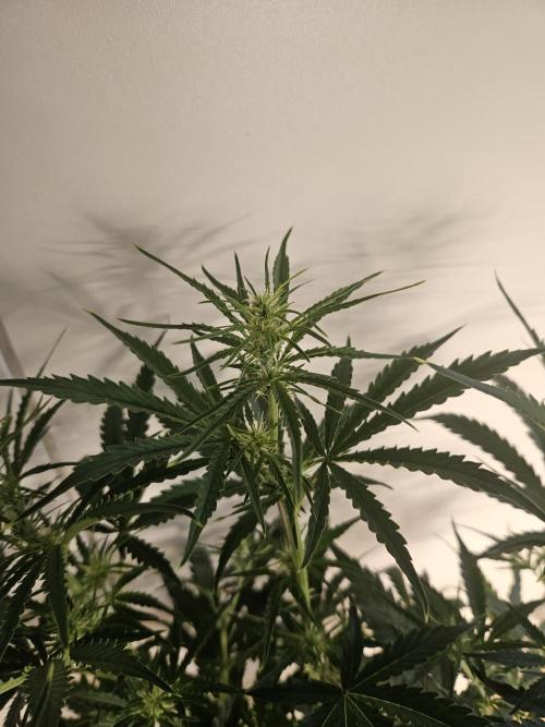 FumePop Auto Orginalsensibleseeds. Week 5