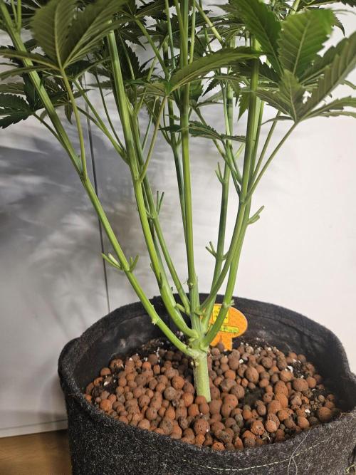 FumePop Auto Orginalsensibleseeds. Week 5