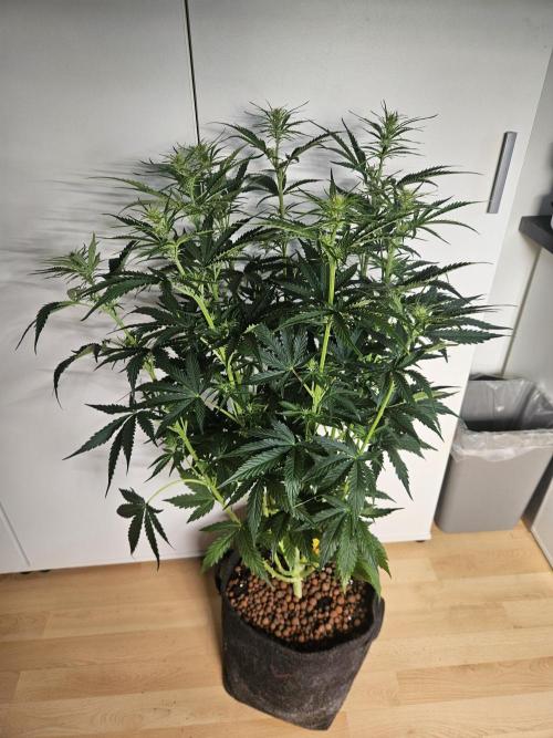 FumePop Auto Orginalsensibleseeds. Week 5
