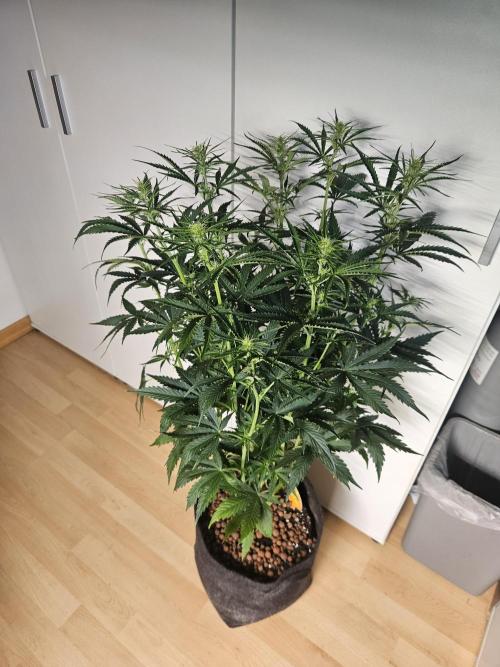 FumePop Auto Orginalsensibleseeds. Week 5