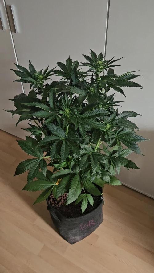 Zoapaya Auto Orginalsensibleseeds