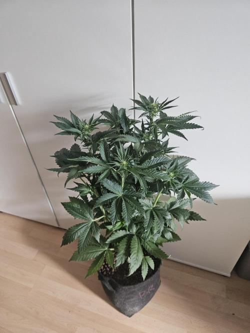 Zoapaya Auto Orginalsensibleseeds. Week 5