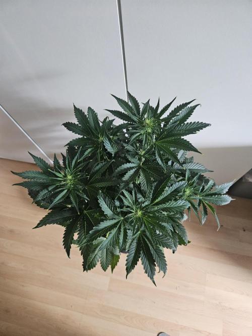 Zoapaya Auto Orginalsensibleseeds. Week 5