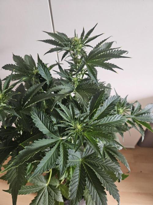 Zoapaya Auto Orginalsensibleseeds. Week 5
