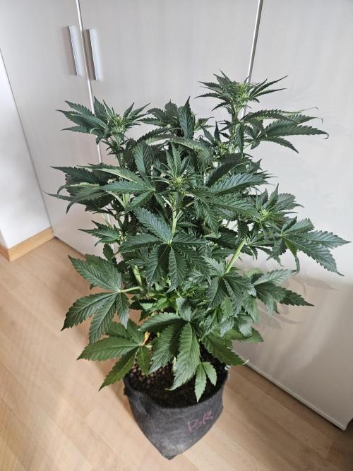 Zoapaya Auto Orginalsensibleseeds. Week 5