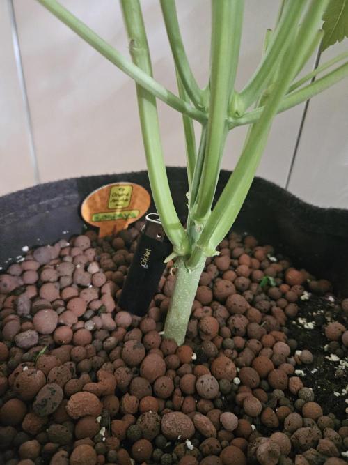 Zoapaya Auto Orginalsensibleseeds. Week 5