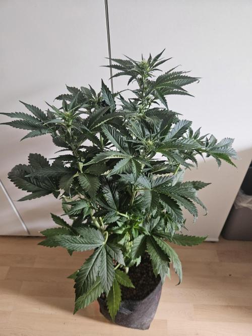 Zoapaya Auto Orginalsensibleseeds. Week 5