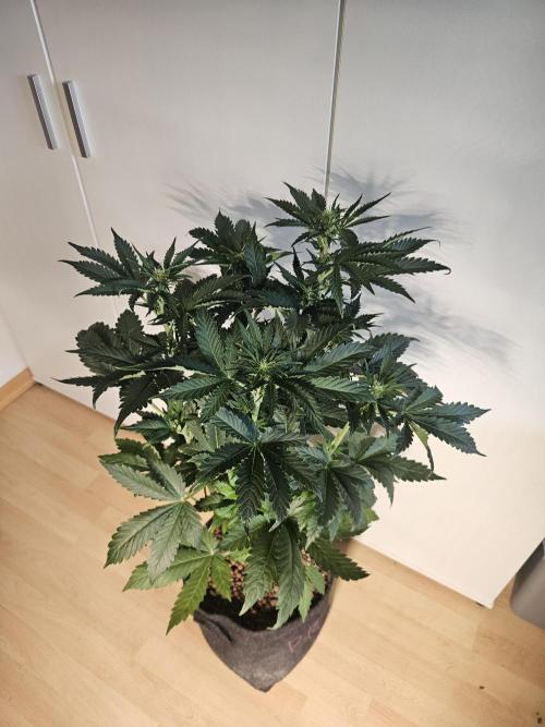 Zoapaya Auto Orginalsensibleseeds. Week 5