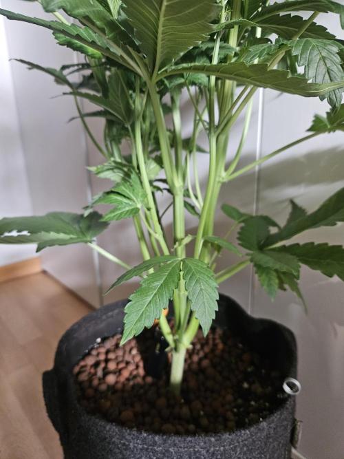 Zoapaya Auto Orginalsensibleseeds. Week 5