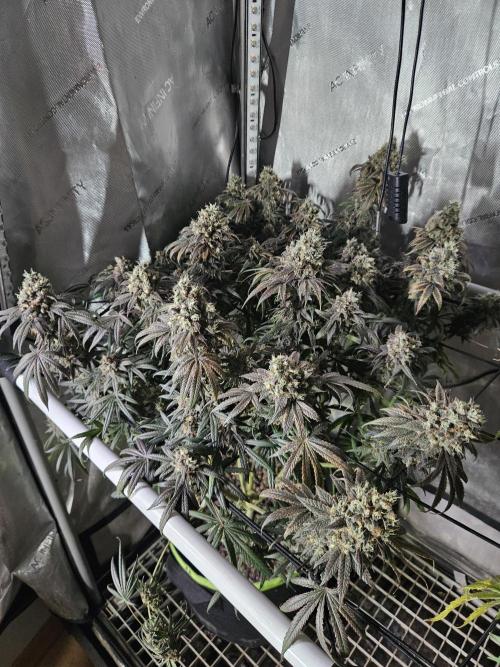 Blue Zushi Dutch Passion. Week 16