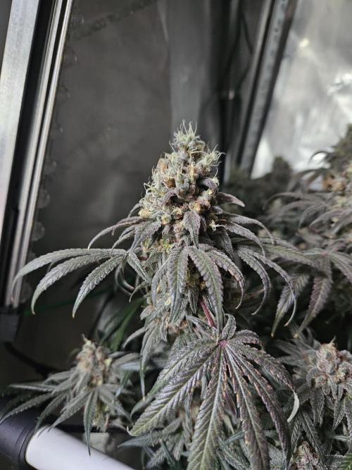Blue Zushi Dutch Passion. Week 16