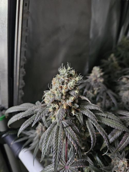 Blue Zushi Dutch Passion. Week 16