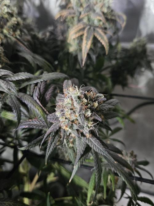 Blue Zushi Dutch Passion. Week 16