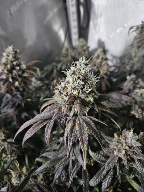Blue Zushi Dutch Passion. Week 16