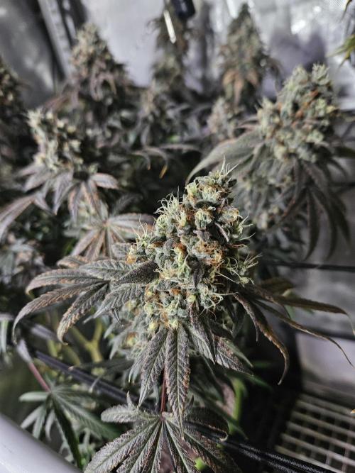 Blue Zushi Dutch Passion. Week 16