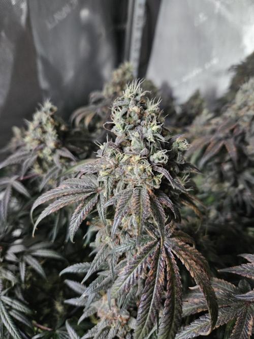 Blue Zushi Dutch Passion. Week 16